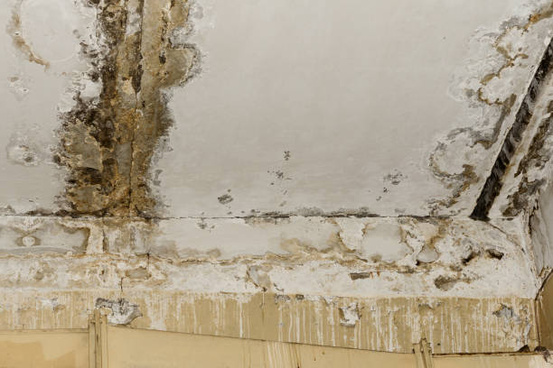 Mold Remediation for Vacation Homes in Watertown, MN